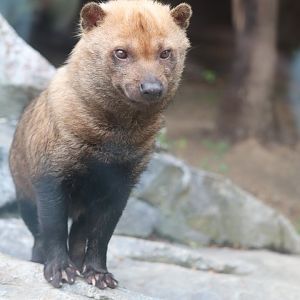 Caribbean Coast - Bush Dog