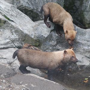 Caribbean Coast - Bush Dogs
