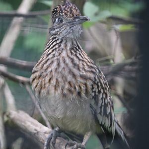 Treasures Of The Sierra Madre - Greater Roadrunner