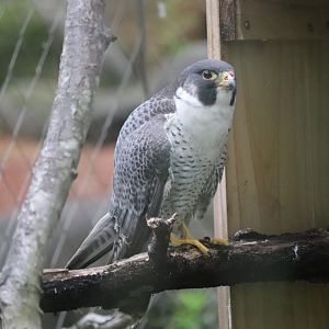 Treasures Of The Sierra Madre - Peregrine Falcon