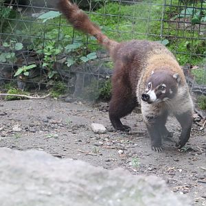 Treasures Of The Sierra Madre - White-Nosed Coati