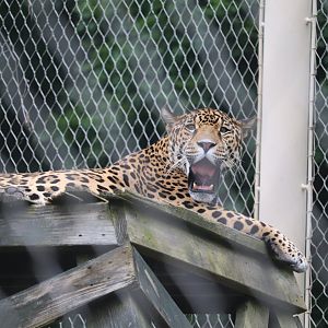 Treasures Of The Sierra Madre - Jaguar
