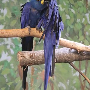 Windows To The Wild - Hyacinth Macaw