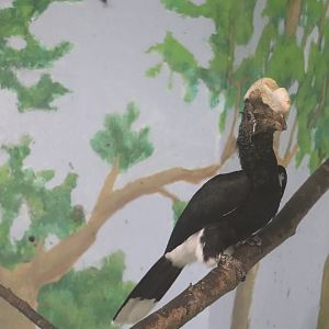 Windows To The Wild - Silvery-Cheeked Hornbill