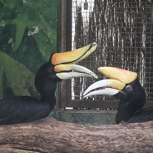 Windows To The Wild - Rhinoceros Hornbill