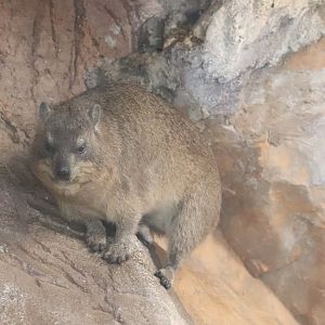 Windows To The Wild - Rock Hyrax