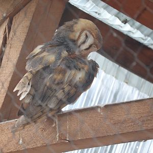 Stone Zoo - Barn Owl
