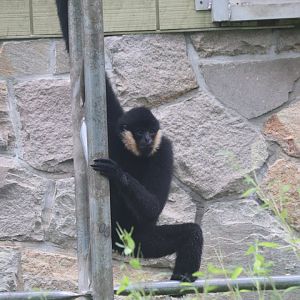 Treetops and Riverbeds - White-Cheeked Gibbon
