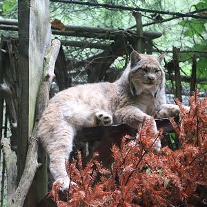 Yukon Creek - Canada Lynx
