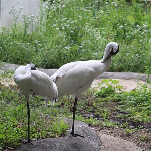 Stone Zoo - Whooping Crane