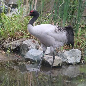 Stone Zoo - Black-Necked Crane