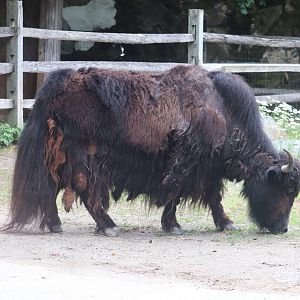 Himalayan Highlands - Domestic Yak
