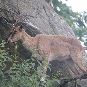 Himalayan Highlands - Markhor