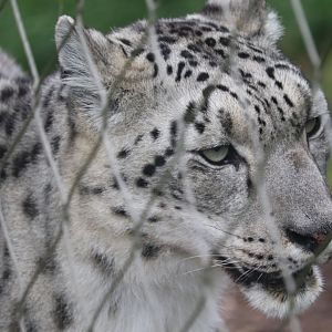 Himalayan Highlands - Snow Leopard