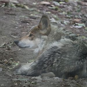 Stone Zoo - Mexican Gray Wolf