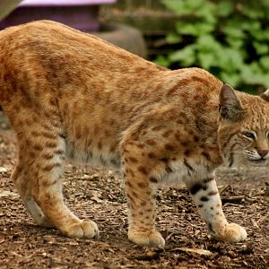 Bobcat - 26th June 2024