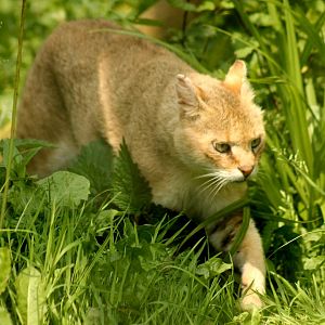 Jungle Cat - 26th June 2024