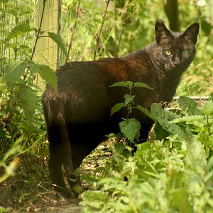 Jungle Cat - 26th June 2024