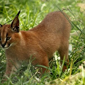 Caracal Kitten - 25th June 2024