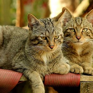 Wildcats - 25th June 2024