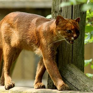 Jaguarundi - 25th June 2024