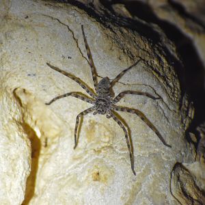 Chillagoe Cave Huntsman