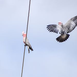 Northern Galah