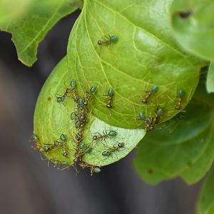 Green Tree Ants