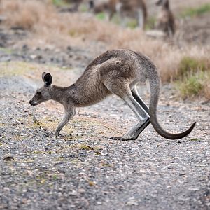 Eastern Grey Kangaroo