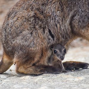 Mareeba Rock-Wallaby joey