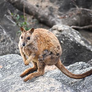 Mareeba Rock-Wallaby