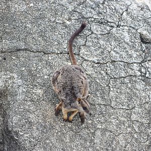 Mareeba Rock-Wallaby
