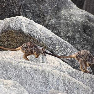Mareeba Rock-Wallabies bounding