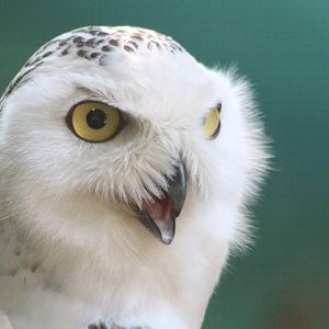 Snowy Owl (Bubo scandiacus)
