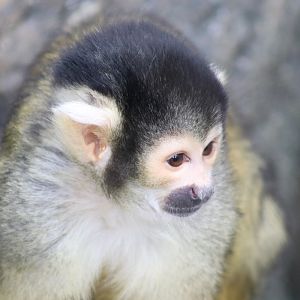 Bolivian Squirrel Monkey (Saimiri boliviensis)