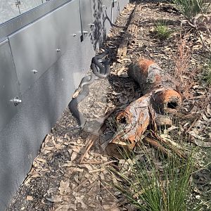 Red bellied black snake in new arc building