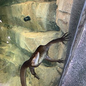 Mertens water monitor in new arc building