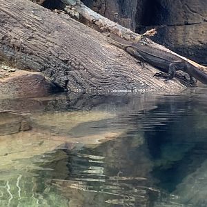 Mertens water monitor in new arc building