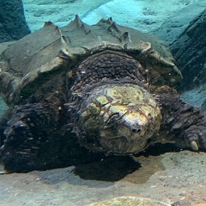 Alligator snapping turtle (Fred) in new arc building