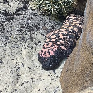 gila monster in new arc building