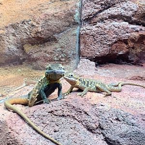 Red Barred dragon in new arc building