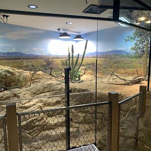 Rhinoceros Iguana enclosure in new arc building