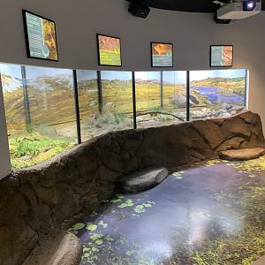 Frog conservation area  in new arc building