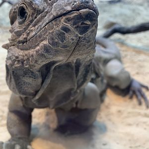 Rhinoceros Iguana (Tobasco)  in new arc building