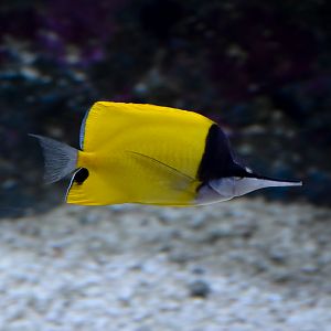 Longnose Butterflyfish