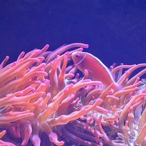 Pink Anemonefish