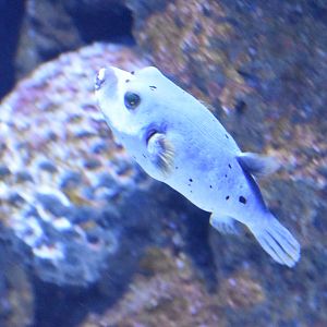 Dog-faced Pufferfish