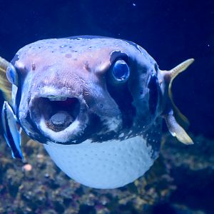 Black-blotched Porcupinefish