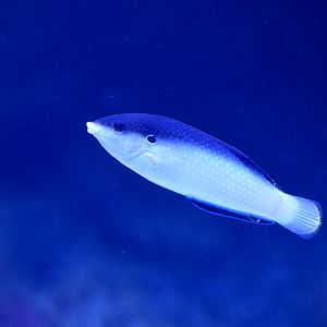 Black-backed Wrasse