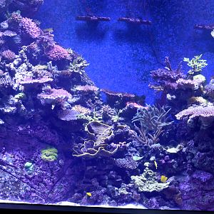 Reef tank example
